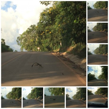 Grupo de macaquinhos atravessam estrada de Santo Antônio, próximo àsuzina de Santo Antônio