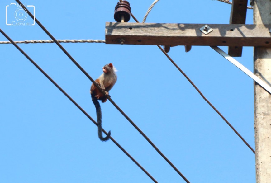 Macaquinho Roni Carvalho