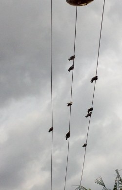 Pombos