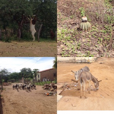 No sentido horário: Cabrito tenta