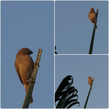Visitante de todas tardes ao jardim da Marcela (Fotos JCarlos)