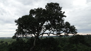 Passeio de balao (25)