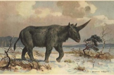 unicornio - realidade