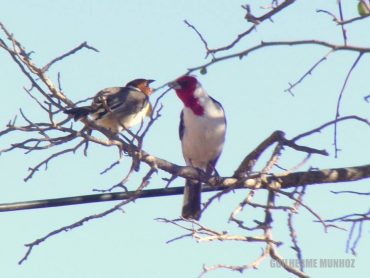 14053981_1004681736297474_2290362883043235336_n