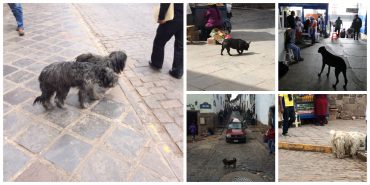 perros