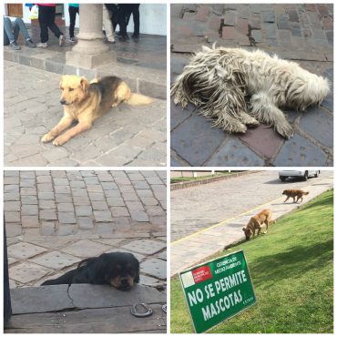perros-de-calle